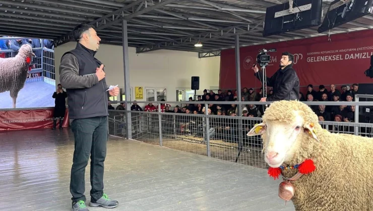 Geleneksel Damızlık Koç Satış Töreni’nde 150 Bin Liralık Rekor Fiyat