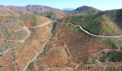 Marmaris’teki Yanık Alanlarda Ağaçlandırma Çalışmaları Devam Ediyor