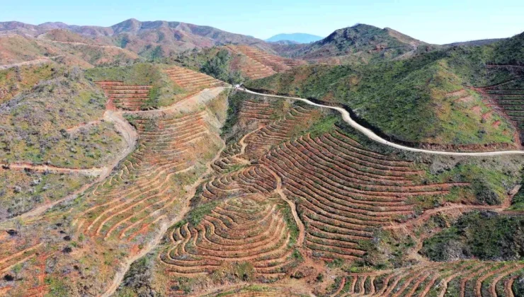 Marmaris’teki Yanık Alanlarda Ağaçlandırma Çalışmaları Devam Ediyor