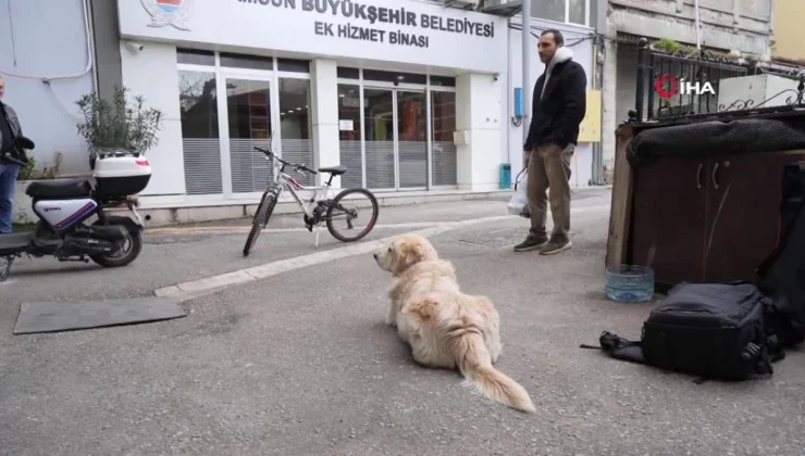 Köpeğin doktora havlaması sahibine 700 bin TL’ye patladı