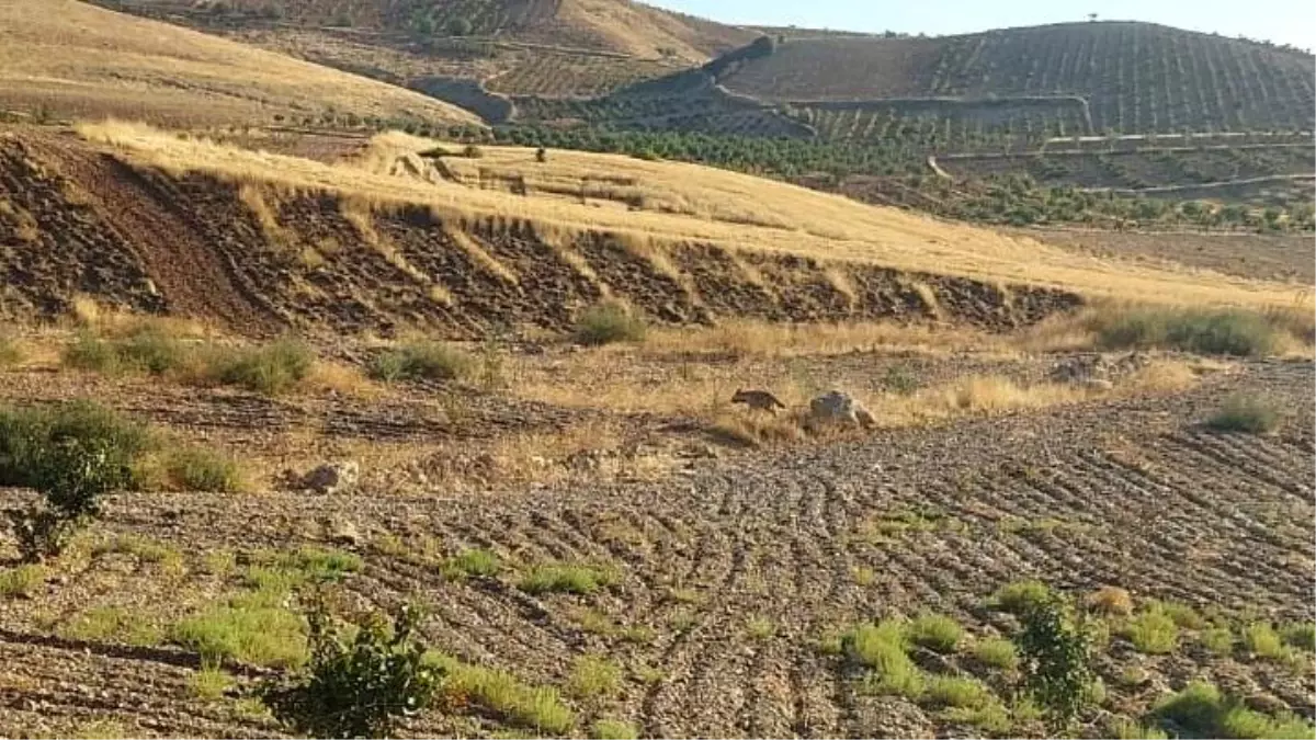 Besni’de Çizgili Sırtlan Görüntülendi