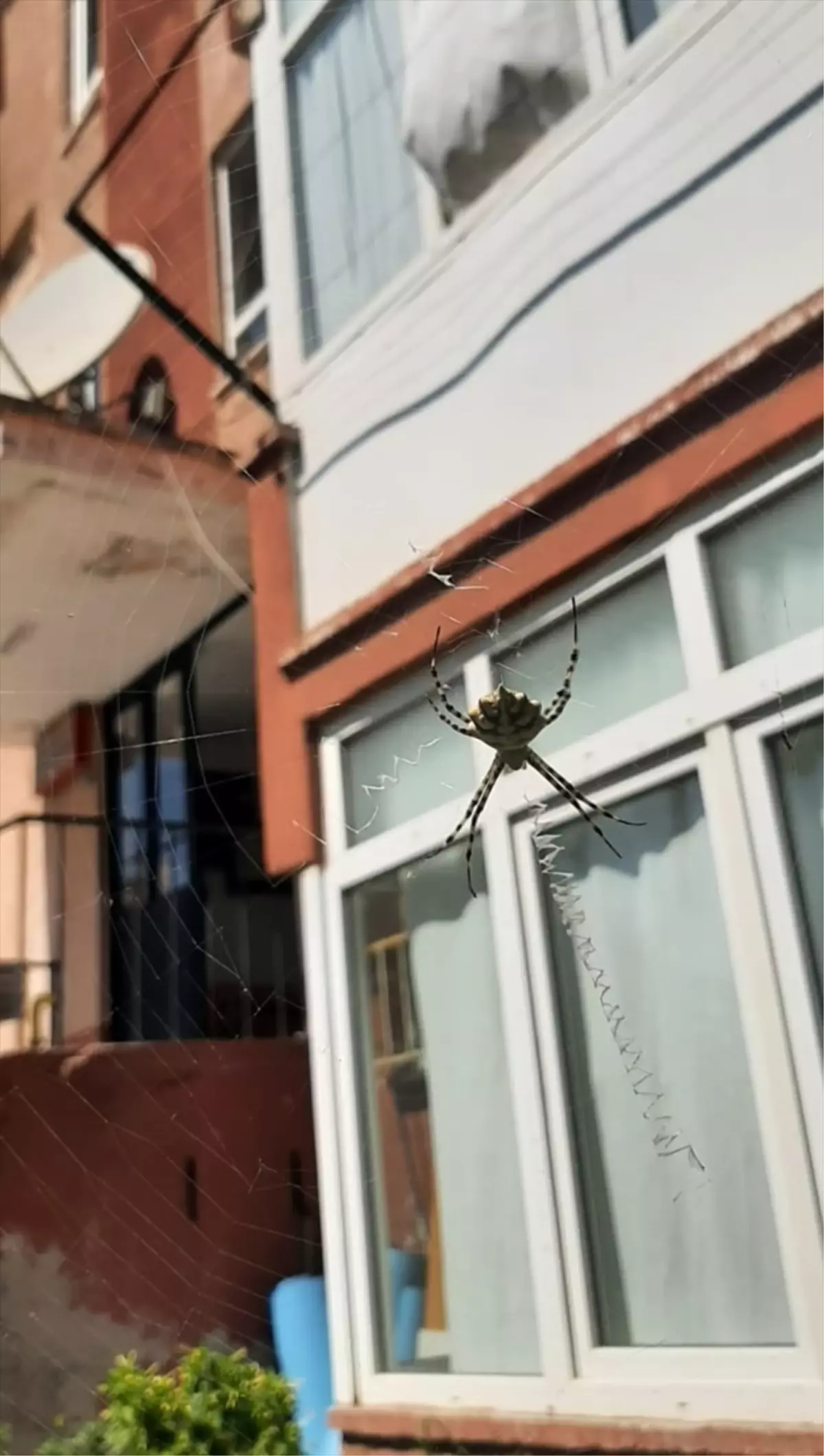 Karabük’te Zehirli Örümcek Bulundu