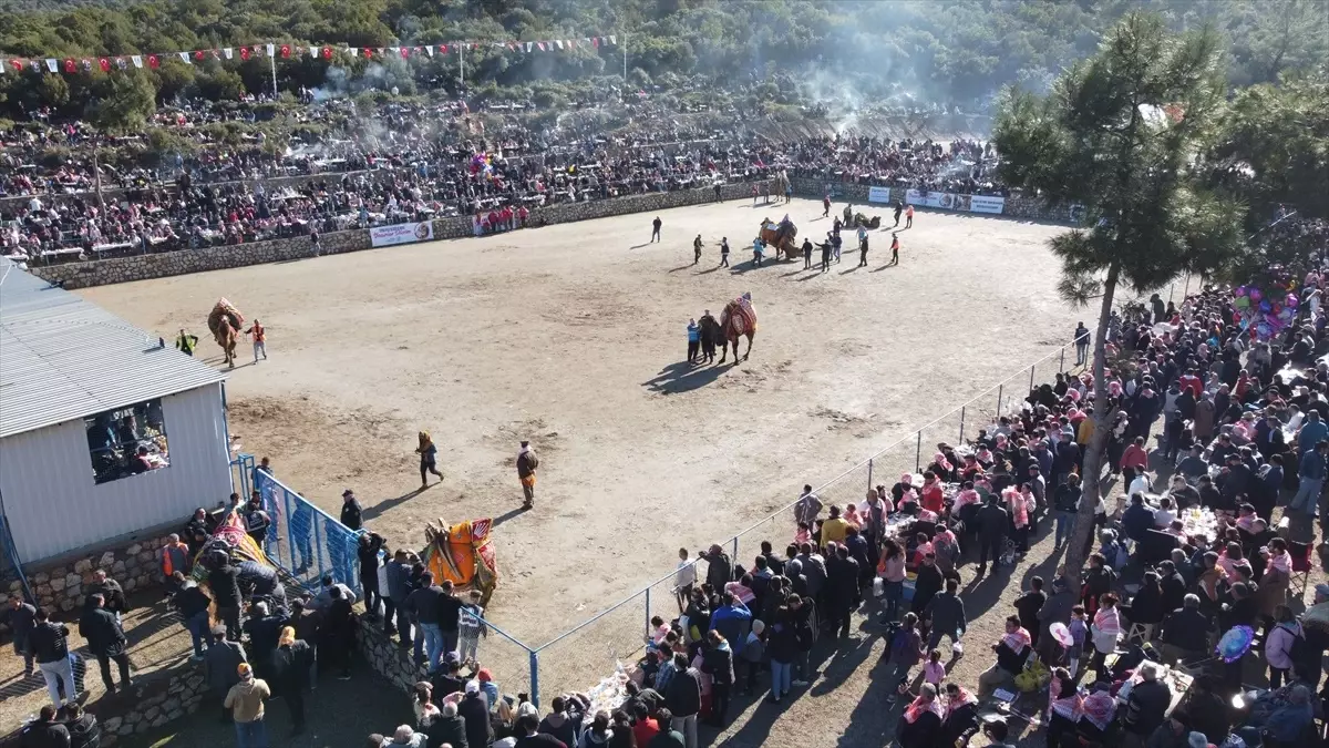 Bodrum’da Deve Güreşi Festivali Renkli Görüntülerle Yapıldı