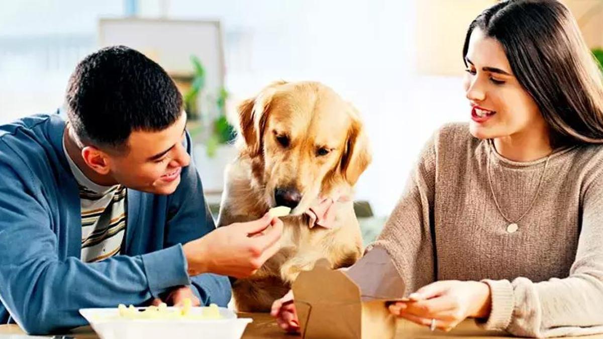 Labradoru ve bizi yakan gen